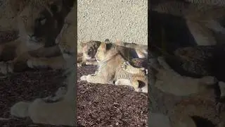 The Sleepiest Lion Cub Pile #adorableanimals  #natureshorts  #wildlifeencounters