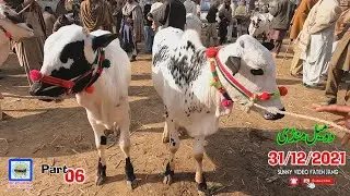 Domail Mandi  (Part06) 31/12/2021  Sunny Video Fateh Jang