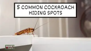 5 Common Cockroach Hiding Spots