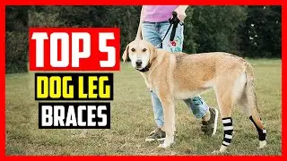 Top 5 Best Dog Leg Braces in 2022