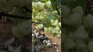 water Apple tree beautiful grow fruit#shorts#apple