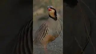 Free running dasi Partridge chakor