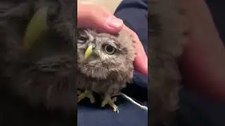 Cute Animals #viral #animals #short #cute #funny #pets