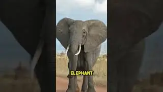 5 Animals With the Best Memory