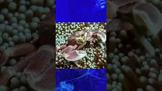 Common anemone hosts!!