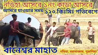 ১৮০ গতিবেগে বানেশ্বর মাহাতর কাড়া আসরে ঢুকে গেল ✅আজ ফুল মৌসুমে আছে দেখুন💢 #puruliarutsav #nadihakara
