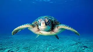 Meditation Music for Deep Relaxation, Mind and Body Healing • Peaceful Relaxation