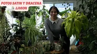 POTOS SATIN y DRACENA limon prosperando bien.