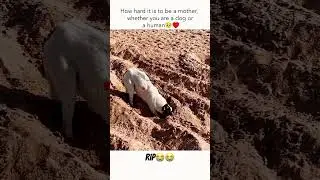 RIP😭😭 #rip #doglover