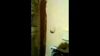 HITMAKERTEP-ATTACKED BY A LIZARD IN GRENADA SCREAMS LIKE A GIRL