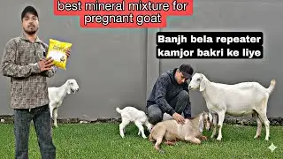 Which mineral mixture should I give? What are its benefits? Treatment of barren goat. How to use ...
