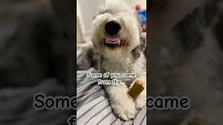 the  two different generations #dog #dogs #short #funnyshorts #pets #animal #viralshorts