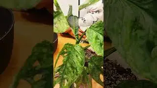 The Easy Rare Plants.