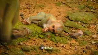 Little baby monkey calling mum pick and nursing milk
