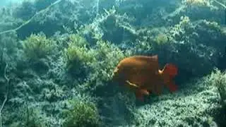 Diving Catalina Underwater Park