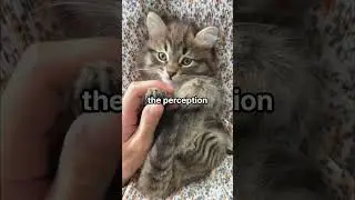 🐈Do animals experience time differently from humans?