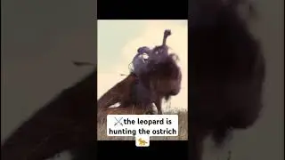 The leopard prepares its dinner by hunting the ostrich🍽🐆#shorts #shortviral #animals