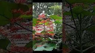 The nectar collector || Born collector || Indian Sunbird || konkan || giant hummingbird of India ||