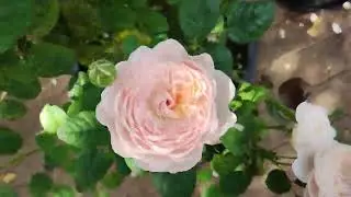 The many faces of David Austin rose Eustacia Vye and other roses