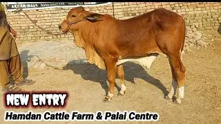 New Entry At Hamdan Cattle Farm & Palai Centre #Mandivisit|