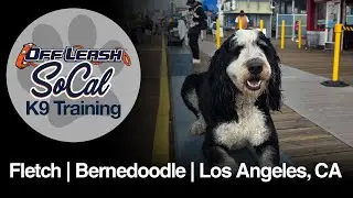 Bernedoodle Dog Training | Fletch | Los Angeles, CA