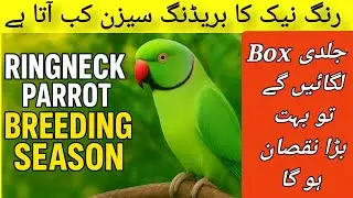 Ringneck Parrots Breeding Season 🦜 | Best Time for Breeding Box