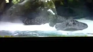 Male dominance