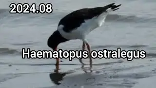 ミヤコドリ (Haematopus ostralegus) / 公園の水鳥 江戸川放水路 / 2024年8月