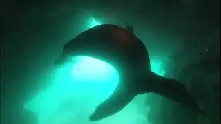 A5 - Diving Espa&ntilde;ola Island