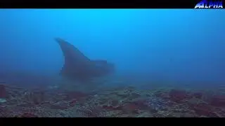Diving Nusa Penida With White Shark & Alphadivebali 18 August 2019