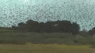 Buzzard Hunting Starlings in The Starling Murmuration