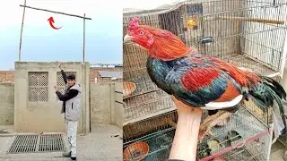 Pigeon's k Bathna k Lea Dhangi Laga De ☺️ Bablo ka Father Kasa Ha?
