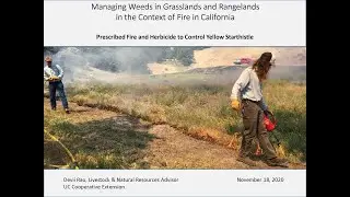 MWGR2020 Presentation #3: Prescribed fire and herbicide to control yellow starthistle (Devii Rao)