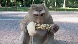 Mom Rose With Baby Brady Eat Corn So Sweet Monkey Amber Group