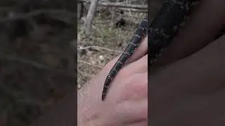 Compilation of Snakes Amidst Artificial Cover