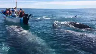 Guerrero Negro, Mexico whale tour 2017