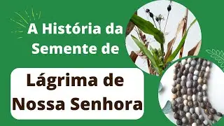 A história da semente Lágrima de Nossa Senhora