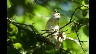 Birding the Upper Texas Coast