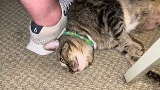My cat biting me with love that he can&rsquo;t contain. 😻 Grayson the hashtag GSP160 guy vs Allbirds shoe