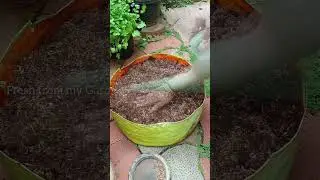 Grow fresh coriander (cilantro/dhaniya) leaves at home &ndash; from seed to harvest | Kitchen garden