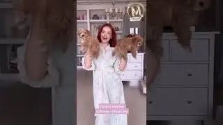 Топовые собачки нашего времени #мальтипу #мальтипупитомник