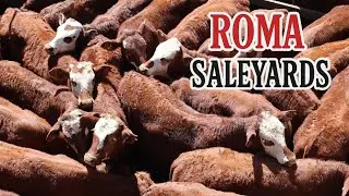 Roma Saleyards Queensland | Exploring Australia’s Largest Cattle Selling Facility in the Outback