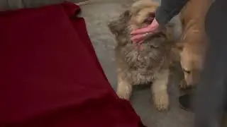 🐾 Cozy Beginnings After a Chilly Rescue 🐾