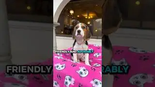 Why Beagles Are So Lovable