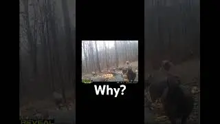Почему?! #охотанаоленей #Огайо
