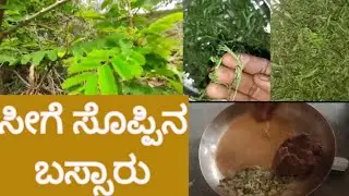 ಕಾಡು ಸೀಗೆಸೊಪ್ಪಿನ ಬಸ್ಸಾರು/ seege soppu bassaru/Bassaru Recipe in kannada#nativenest