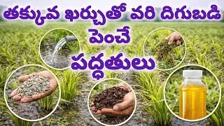 వరికి దిగుబడి పెంచే 5 చిట్కాలు | Paddy Yield Increase Tips Telugu | తక్కువ ఖర్చుతో వరి అధిక దిగుబడి