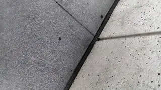 Bee safe 