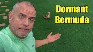 Dormant Bermuda Grass