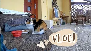 Projekt KOČKA | VLOG